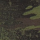 camouflage forest